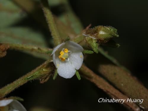 Discolored Obovate Rhynchotechum