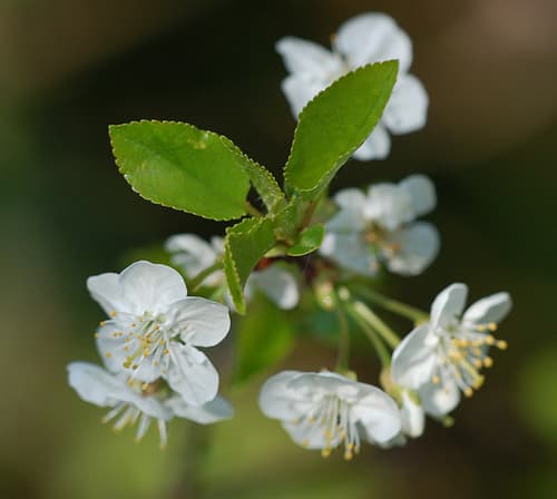 Sour Cherry Bonsai