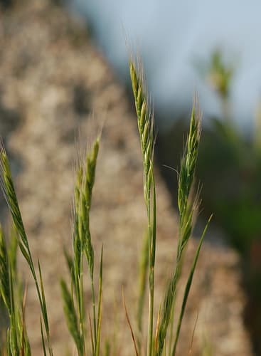 brome fescue