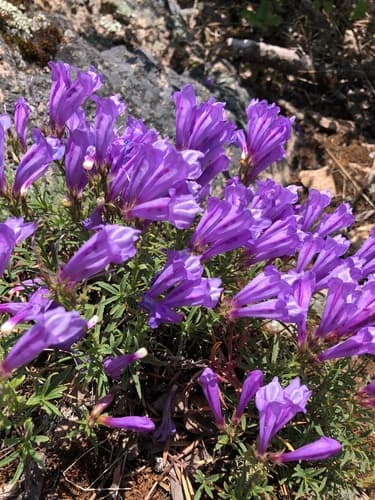 Bush Penstemon