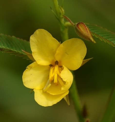 Fishbone Cassia Flower (Not a Bonsai)