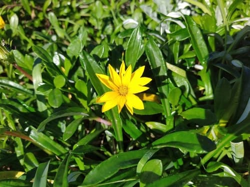 Trailing Treasureflower