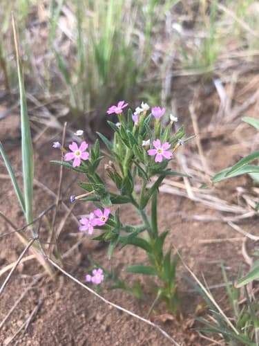 Slender Phlox