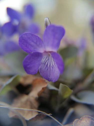 Teesdale Violet