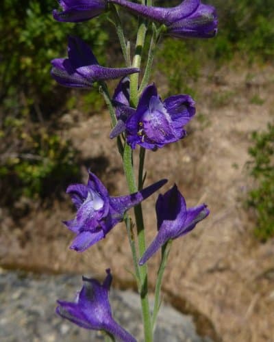 Foothill Larkspur