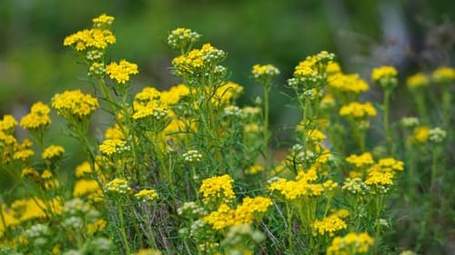 Seaside Woolly Sunflower