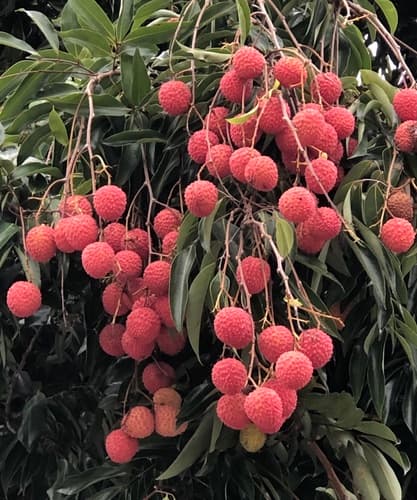 Lychee