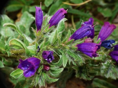 Sand Viper's Bugloss