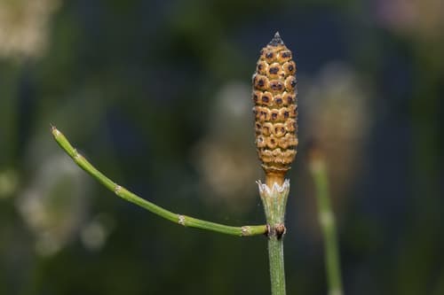 Branched Horsetail Bonsai
