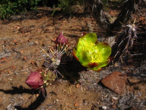 Cane Cholla