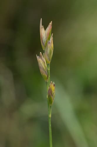 mountain heath grass