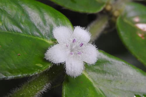 Small-leaved Lasianthus