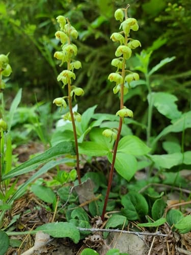 Green-flowered Wintergreen