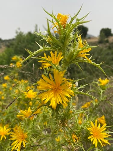 Common Golden Thistle