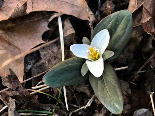 Snow Trillium