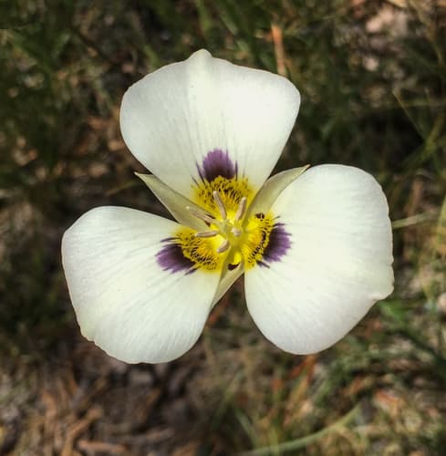 Leichtlin's Mariposa Lily