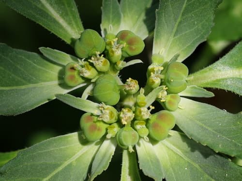 David's spurge