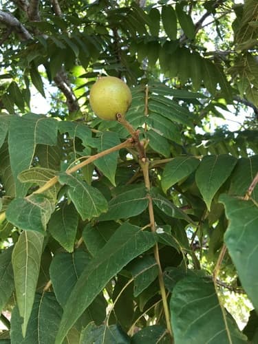 Arizona Black Walnut Bonsai