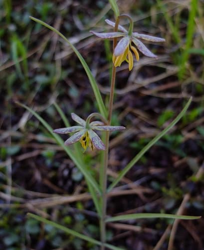 Spotted Fritillary (Conceptual Bonsai)