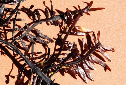 Prionitis lanceolata