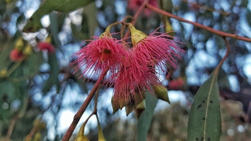 Red Ironbark Bonsai