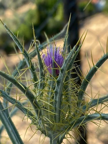 Yellow-spine Thistle