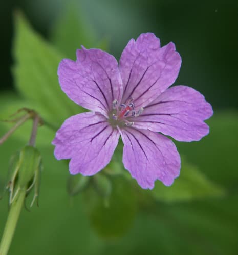 Knotted Crane's-bill