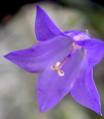 Intermediate Bellflower