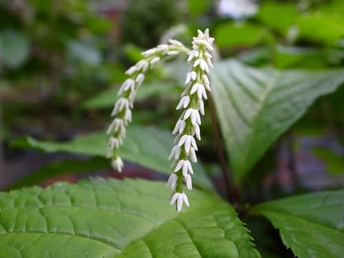 Chloranthus oldhamii