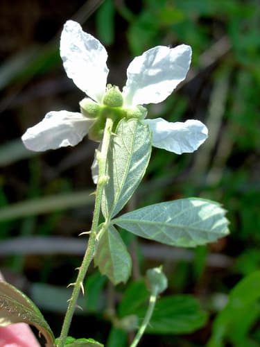 Sand Blackberry Bonsai