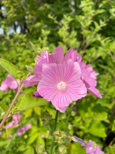 Greater Musk-mallow