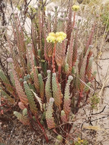 Pale Stonecrop Bonsai