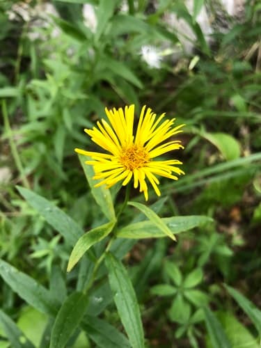 Irish Fleabane
