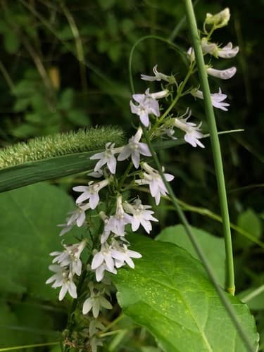pale-spiked lobelia