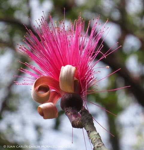 Shaving Brush Tree