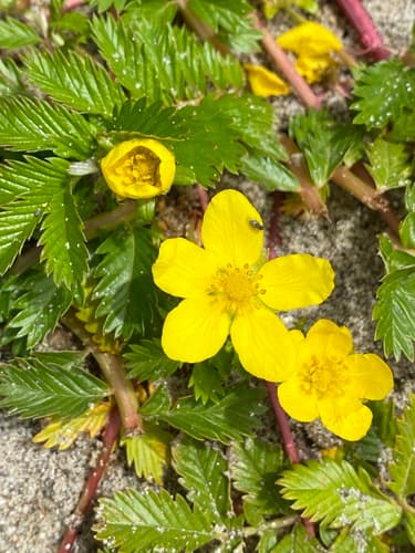 Pacific silverweed