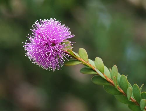 Showy Honey-myrtle Bonsai