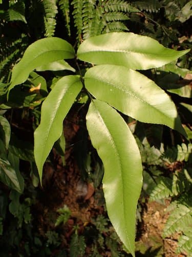 Diplazium donianum Bonsai