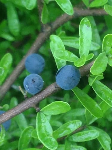 Narrowleaf Forestiera Bonsai
