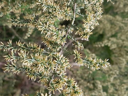 Grassveld Snakebush Bonsai