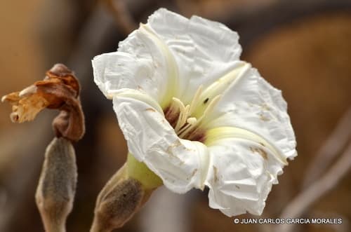 Ipomoea murucoides Bonsai