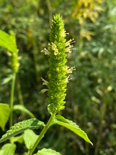 Yellow Giant Hyssop