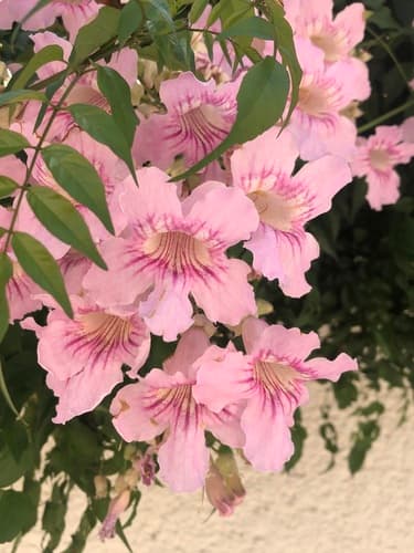 Pink Trumpet Vine Bonsai