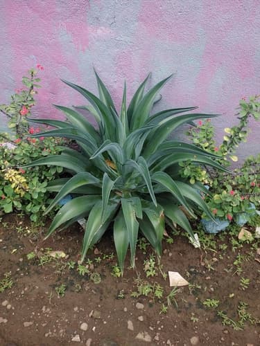 Smooth Agave