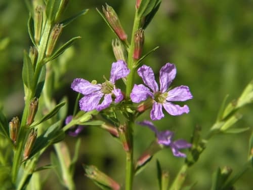 Winged Loosestrife Bonsai