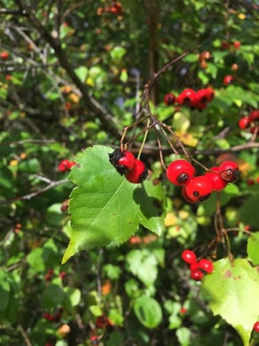 Washington Hawthorn