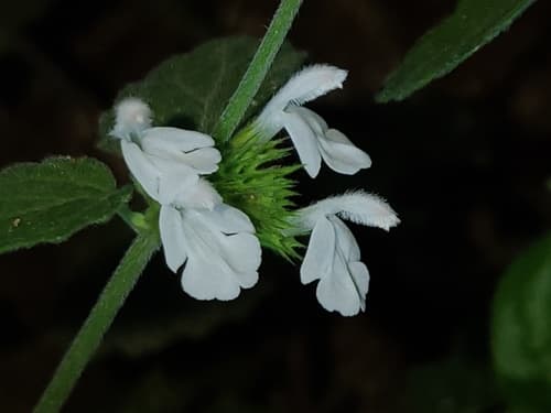 Leucas chinensis Flowering Plant