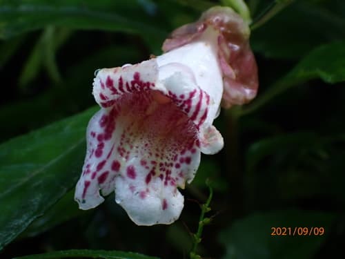 Hemiboea bicornuta Flower