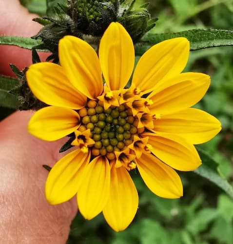Simsia amplexicaulis Bonsai