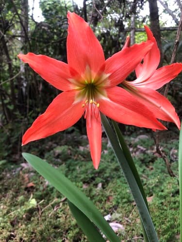 Barbados Lily